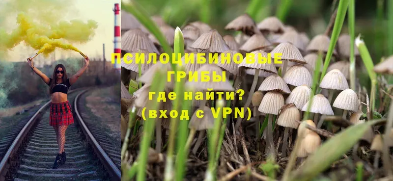 как найти   Козельск  Галлюциногенные грибы Magic Shrooms 